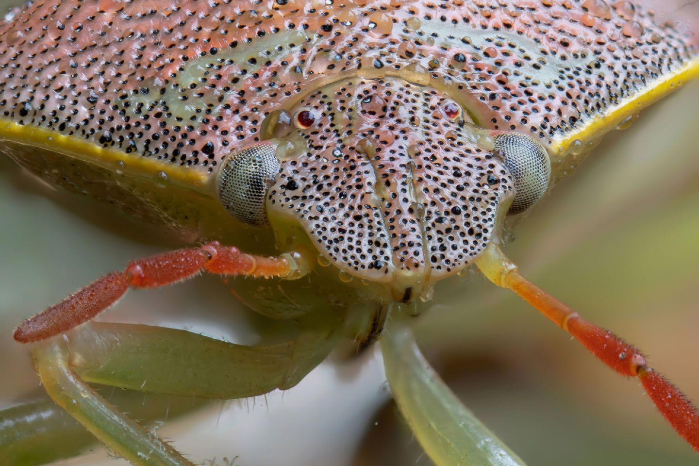 Pentatomidae - Piezodorus lituratus f. liturata